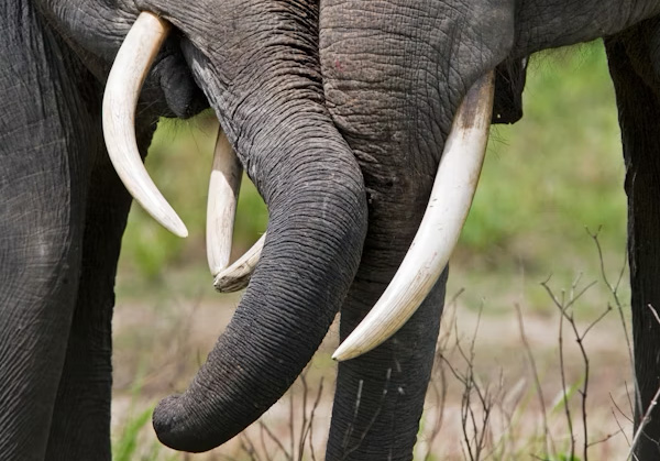 Elephant Family